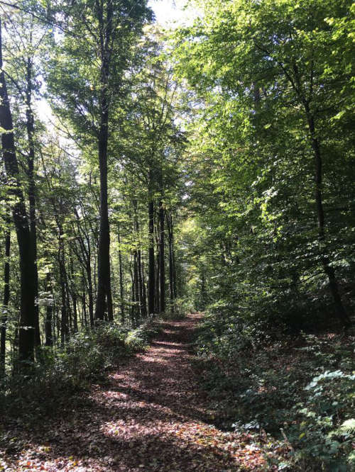 Eine Reise in unseren Pfälzerwald (Foto: Kreisvolkshochschule Südwestpfalz)