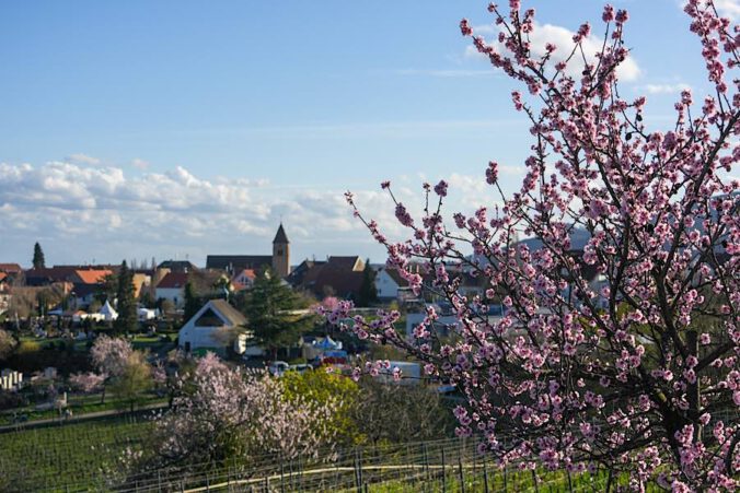 Blick auf das Ortszentrum Gimmeldingen (Foto: Holger Knecht)