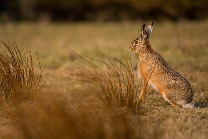 Hase - ein beliebtes Tier bei Groß und Klein (Foto: Landesforsten.RLP.de/J. Fieber)