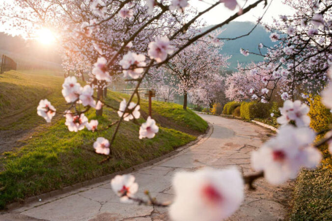 Mandelblüte in der Pfalz (Foto: Dominik Ketz)