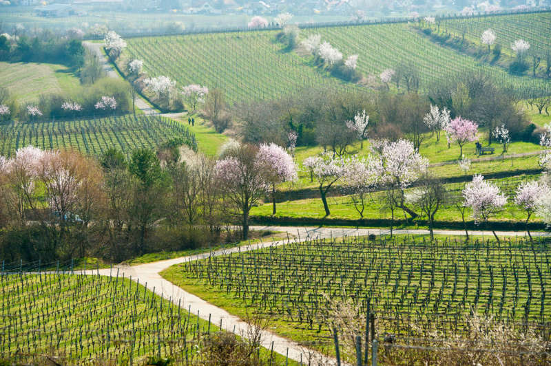 Mandelblüte in der Pfalz (Foto: Dominik Ketz)