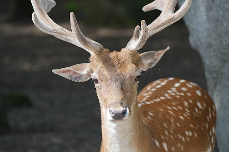 Damwild im Wildpark Rheingönheim (Foto: Holger Knecht)