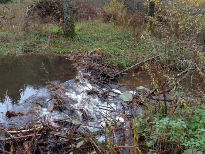 Gefällte Bäume und ein begonnener Dammbau. (Foto: Kreisverwaltung Südwestpfalz)