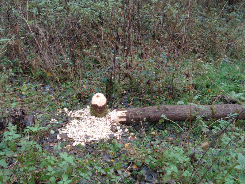 Zuletzt gab es im Trualbtal markante Spuren vorhandener Biber (Foto: Kreisverwaltung Südwestpfalz)