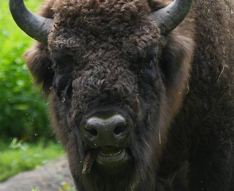 Wisent (Foto: Holger Knecht)