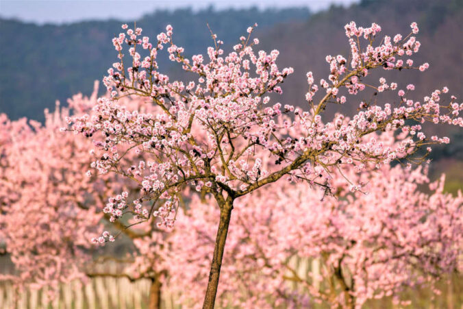 Mandelblüte Neustadt an der Weinstraße (Foto: kgp.de)