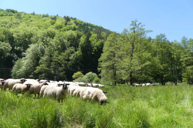 Weidende Schafe, hier bei Bobenthal Wasgau (Foto: Biosphärenreservat)
