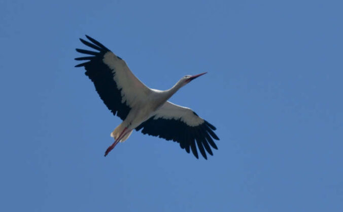 Storch (Foto: Holger Knecht)