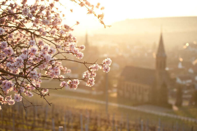 Mandelblüte in der Pfalz bei Birkweiler (Foto: RLP Tourismus GmbH)