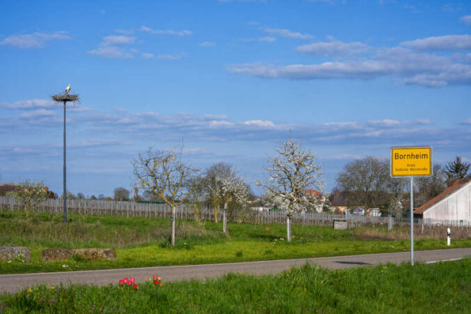 Bornheim Storch (Foto: Holger Knecht)