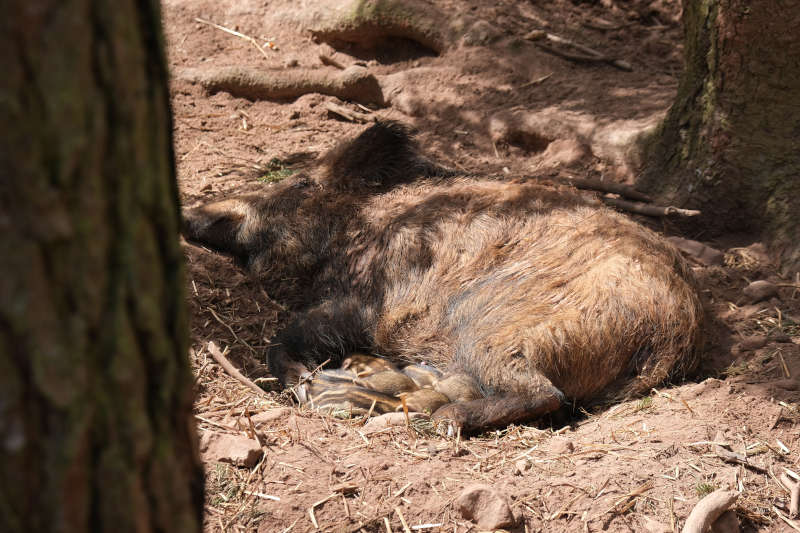 Am Vorabend der Feier waren im Wildschwein-Gehege vier Frischlinge zur Welt gekommen. (Foto: KV SÜW)