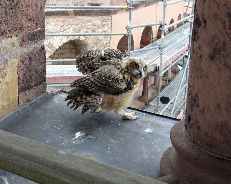 Uhujunge am Dom 2020 (Quelle: Domkapitel Speyer, Foto: Klaus Landry)