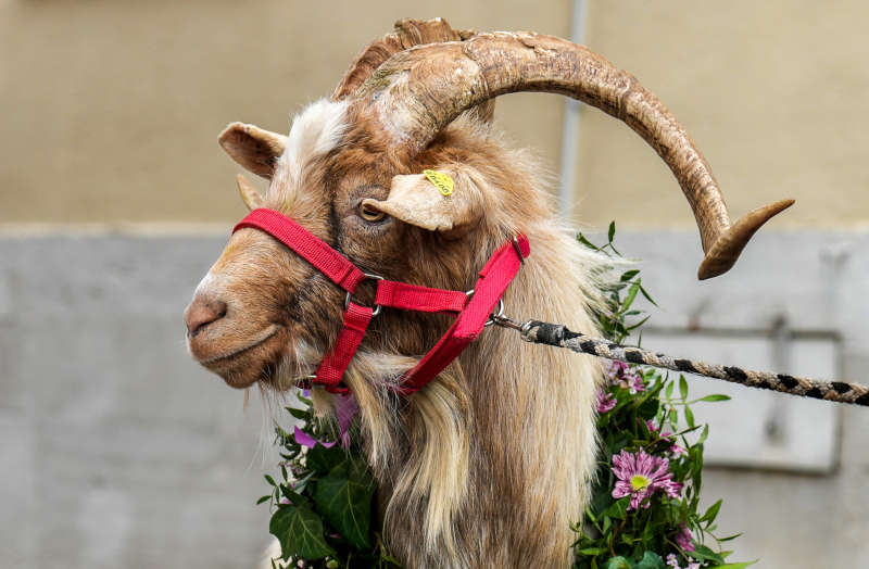 Geißbock Emil (Foto: Holger Knecht)