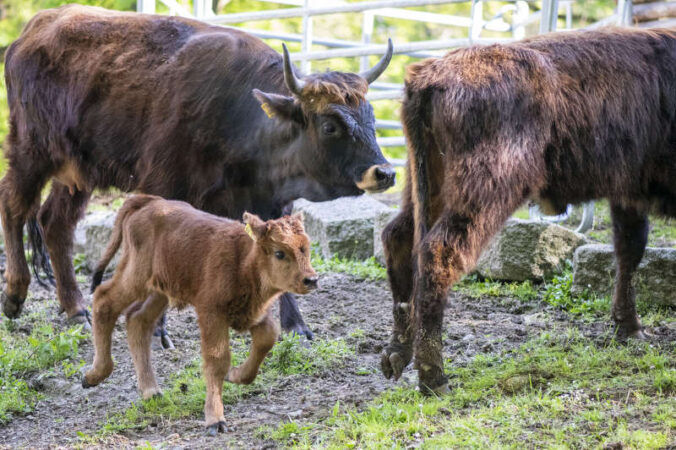 Auerochsen im Wildpark (Foto: Stadt Ludwigshafen)