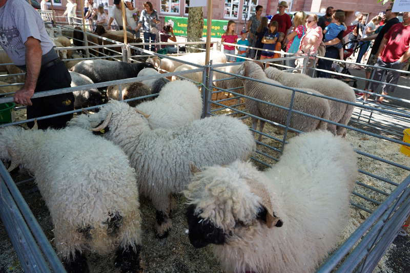 Schafe (Foto: Holger Knecht)