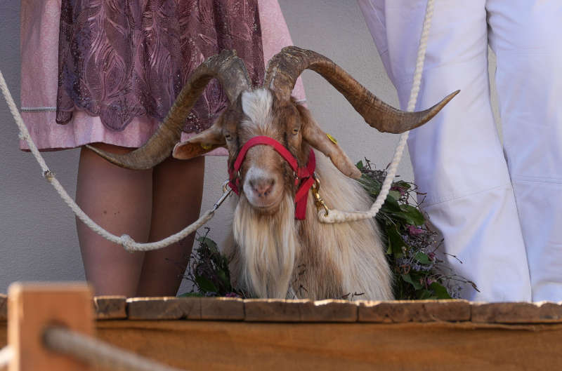 Geißbock Errol I. (Foto: Holger Knecht)