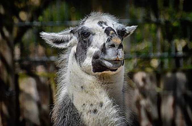 Symbolbild Lama Alpaka (Foto: Pixabay/Alexa)