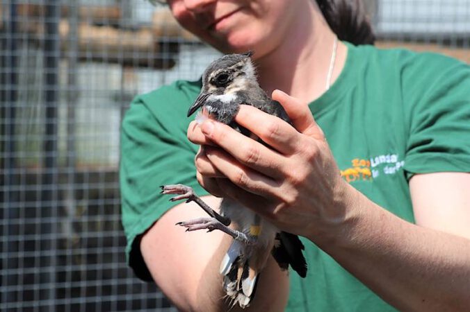 Einer der Kiebitzjungvögel nach der Beringung. (Foto: Zoo Landau)