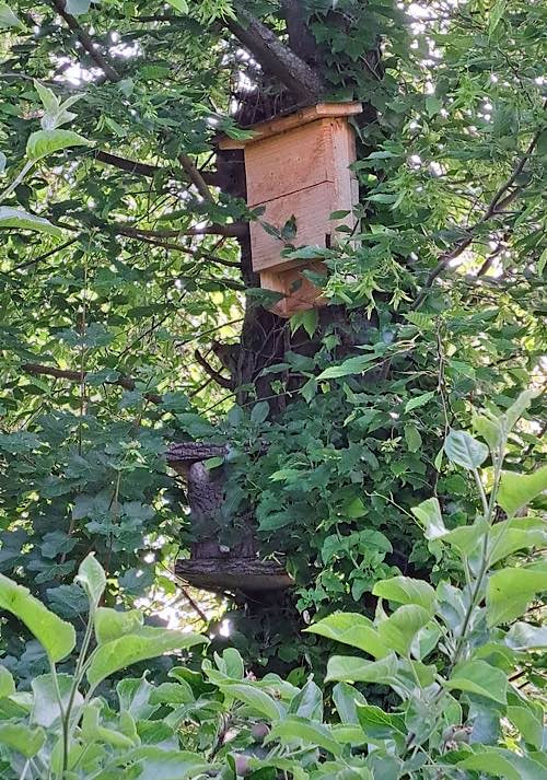 Jeder und jede kann etwas für Fledermäuse und mehr Artenvielfalt tun – hier ein Fledermauskasten in einem Privatgarten (Foto: Biosphärenreservat)