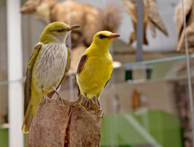 Ein Bewohner des Pfälzerwaldes: der Pirol (Foto: Pfalzmuseum für Naturkunde)