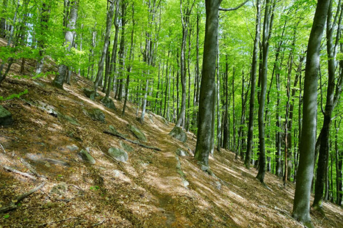 Schnupperkurs im Waldbaden: Eines der Angebote der Biosphären-Guides des Biosphärenreservats Pfälzerwald (Foto: Yannick Baumann)