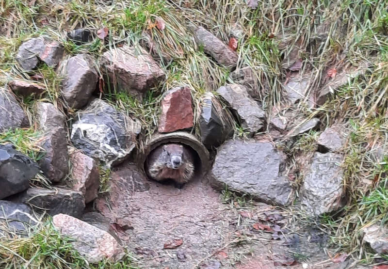 Ende Januar haben sich die Murmeltiere im Wild- und Wanderpark in Silz nach ihrer Winterruhe erstmals wieder im Freien gezeigt. (Foto: Wild- und Wanderpark)