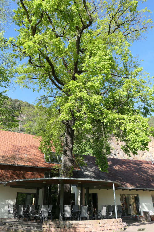 Die stattliche Eiche am Museumsgebäude ist Lebensraum zahlreicher Arten. (Foto: Pfalzmuseum für Naturkunde)