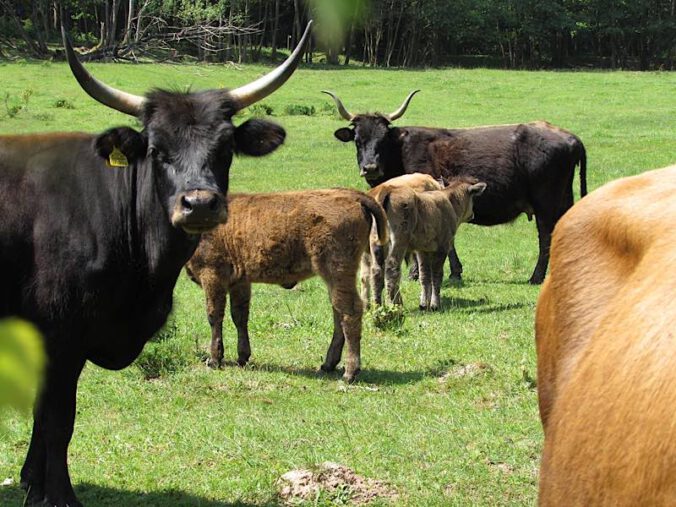 Weiderinder im Biosphärenreservat, wie hier die Heckrinder auf der Waldweidefläche bei St. Martin (Foto: Biosphärenreservat)