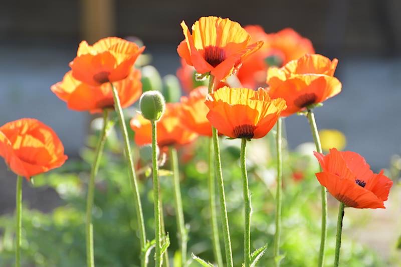 Mohn (Foto: Ulrike Sattel)