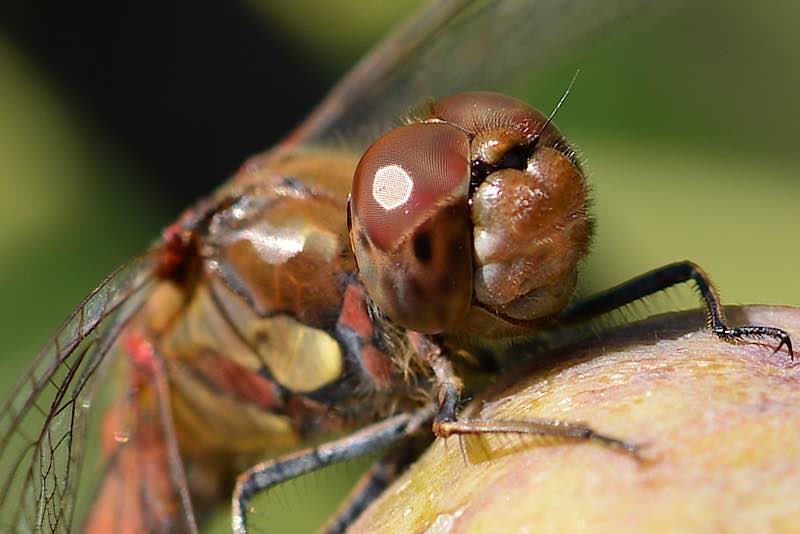 Libelle (Foto: Ulrike Sattel)