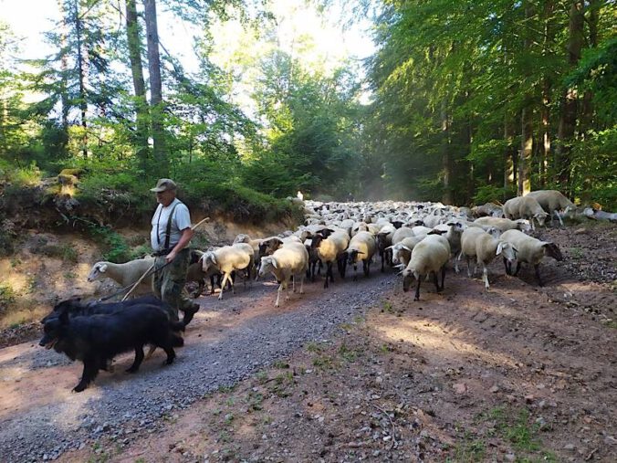 Wanderschäfer Christian Ruther aus Eußerthal. Quelle: Projekt Hirtenwege)