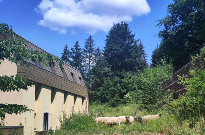 Tierische Rasenmäher: Schafe an der Pfalzakademie (Foto: Pfalzakademie)