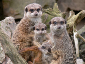 Foto: Zoo Landau
