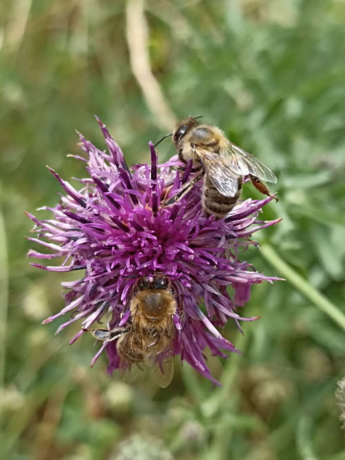 Fleißige Bienen bei der Arbeit (Foto: Pfalzmuseum)