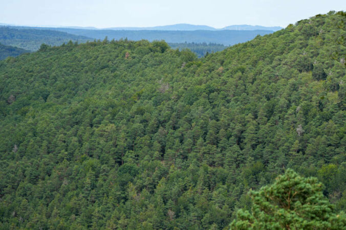 Blick auf den Pfälzerwald (Foto: Holger Knecht)