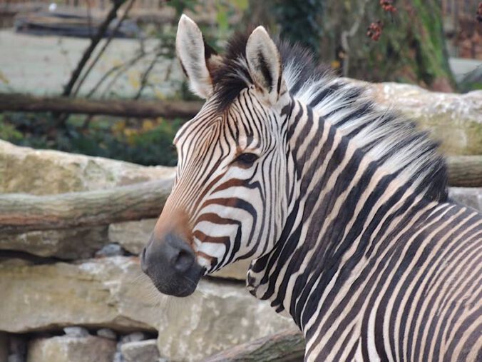 Zebra (Foto: Zoo Landau)