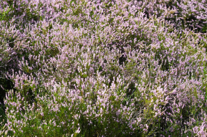 Heidekraut in der Mehlinger Heide (Foto: Holger Knecht)