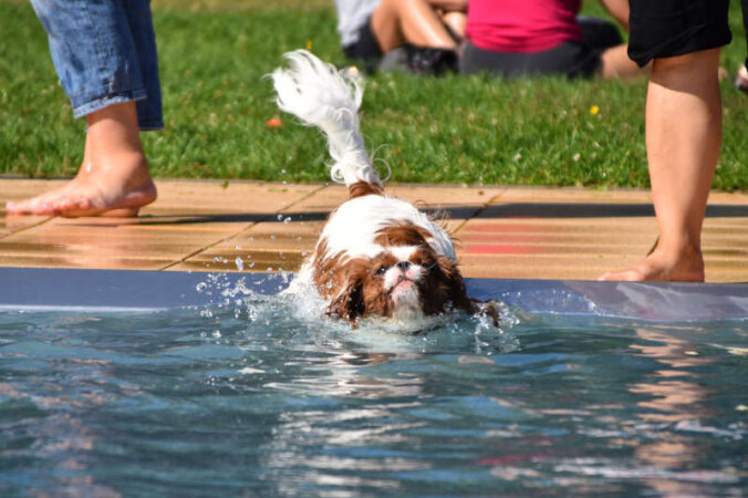 Hundeschwimmen (Foto: Stadt Landau)