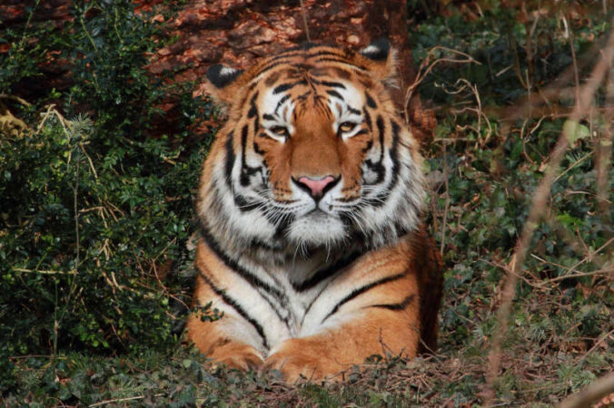 Tiger (Foto: Zooschule Landau)