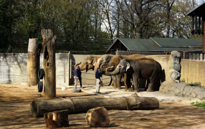 Elefanten im Zoologischen Stadtgarten Karlsruhe (Foto: Pixabay/sevenofnine-bw)