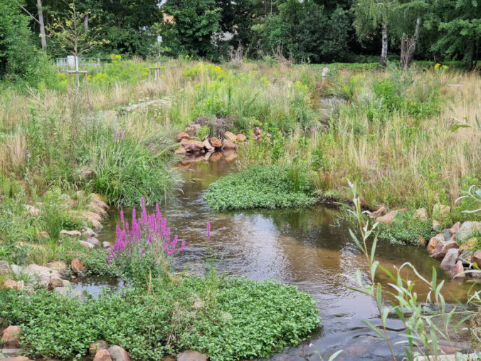 Rehbach nahe Hubertushof - positive Entwicklung (Foto: Gemeinde Haßloch)