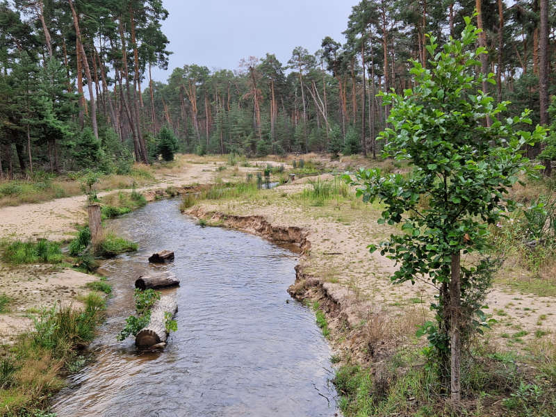 Rehbach nahe Hubertushof - ausbaufähige Entwicklung (Foto: Gemeinde Haßloch)