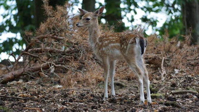 Reh im Wildpark (Foto: Pixabay/Mylene2401)