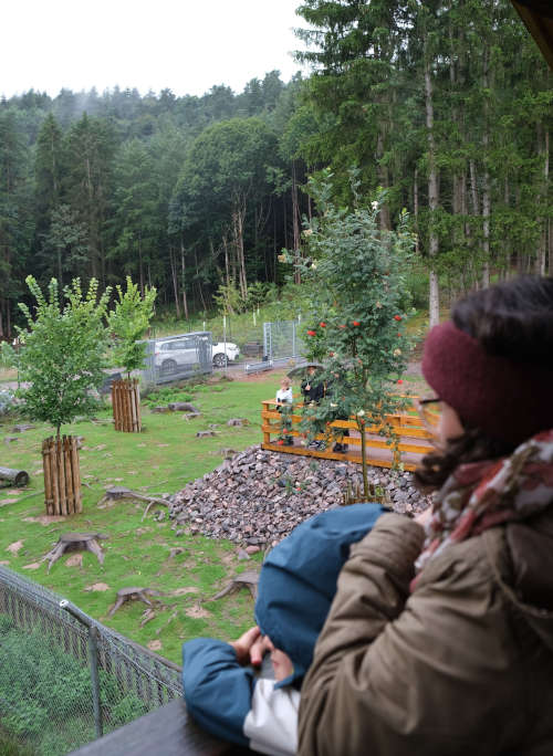 Der Blick ins Wolfsgehege eröffnet sich ab sofort nicht nur vom Aussichtsturm, sondern auch von der barrierefrei zugänglichen Rampe im Bildhintergrund aus. (Foto: KV SÜW)