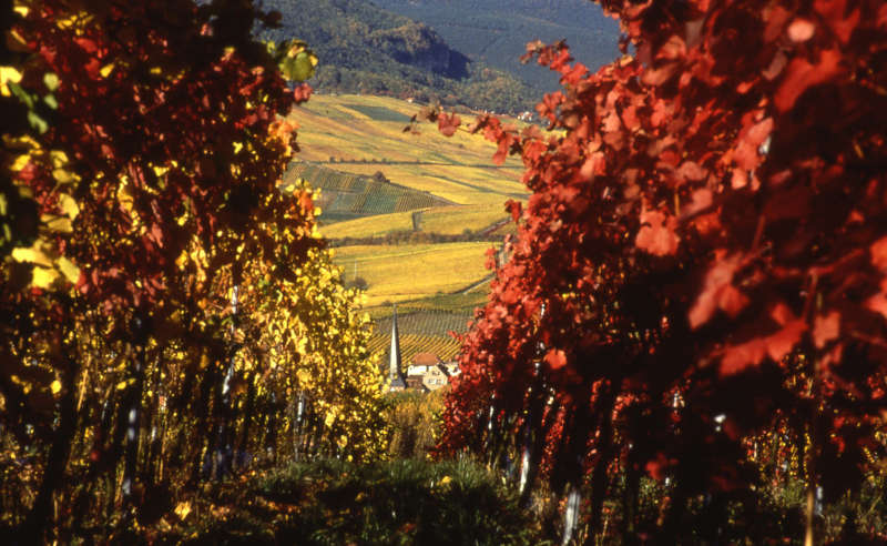 Weinberge im Herbst (Foto: Fotokreis SÜW)