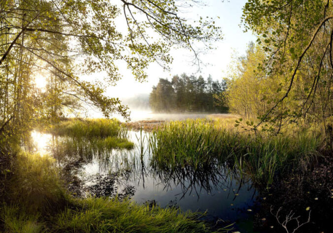 Hanauer Weiher in den Nordvogesen (Foto: Biosphärenreservat/Yvon Meyer)