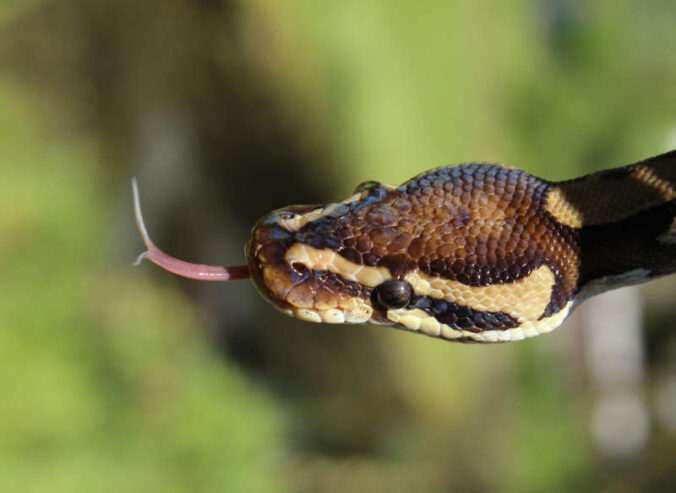 Schlange (Foto: Zoo Landau)