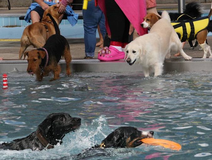 Hundeschwimmen (Foto: Dieter Retter)