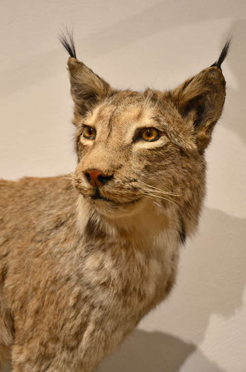 Ein „wilder Heimkehrer“ im Pfälzerwald: der Luchs. (Foto: Pfalzmuseum)