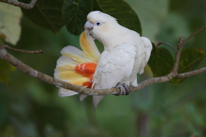 Rotsteisskakadu der Philippinen (Foto: Zoo Landau)